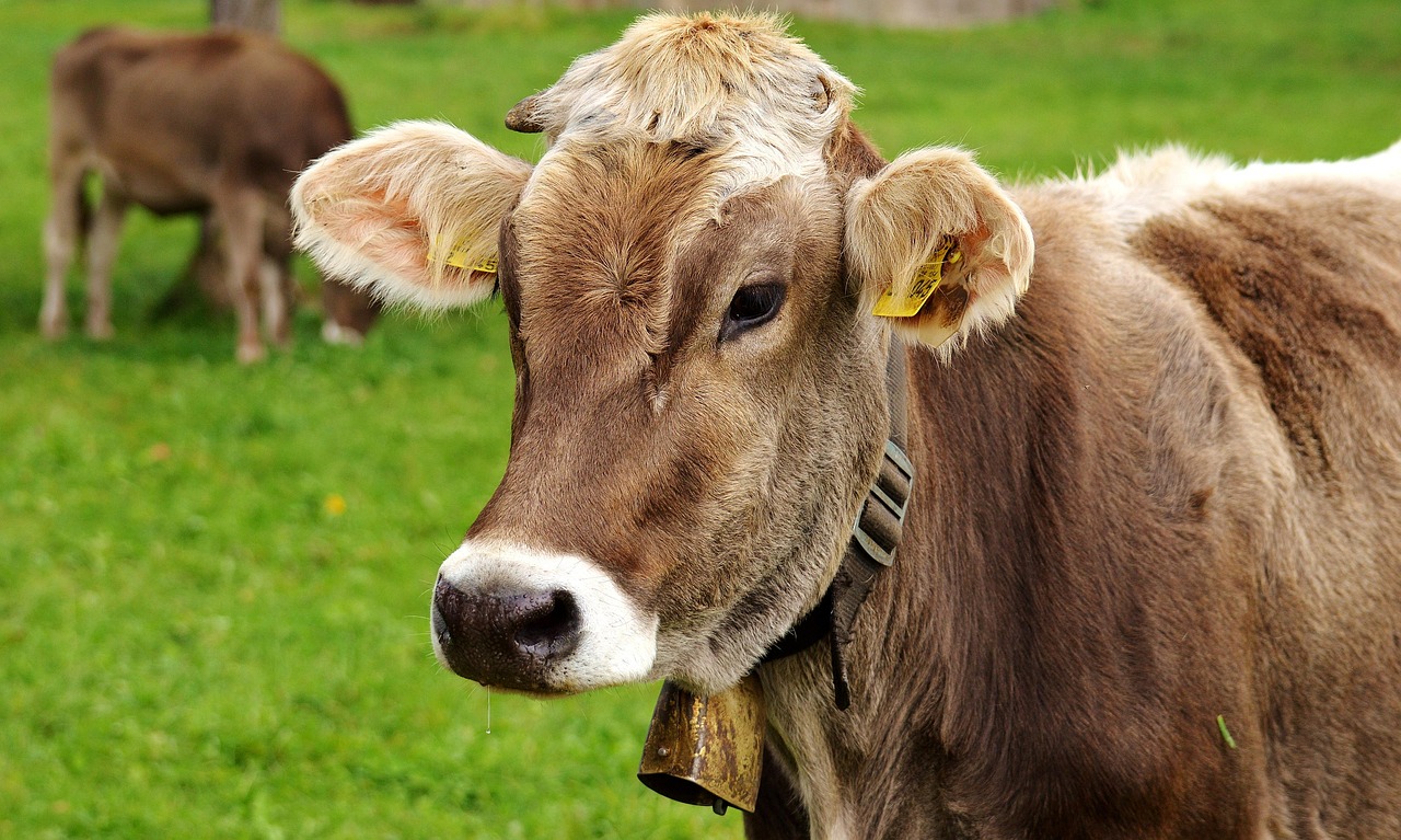 Purina 2025 Beef-on-Dairy Report: Key Findings... | Therio