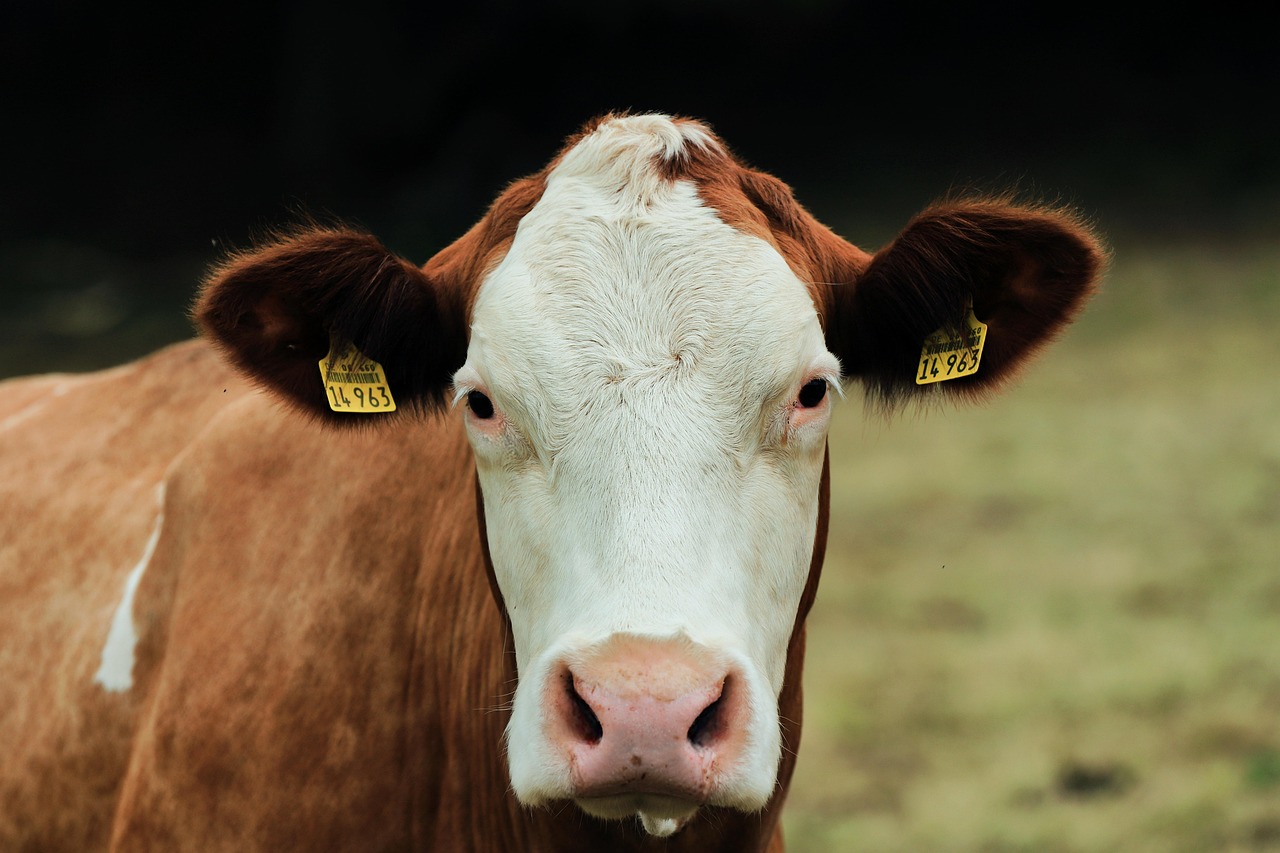 RFID Tag Requirements for Dairy Cattle:... | Therio