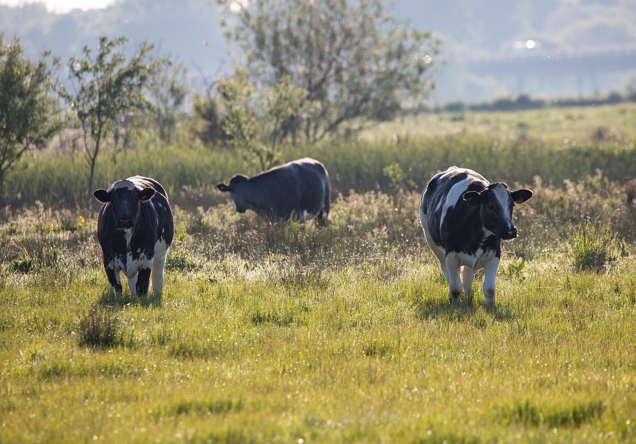 U.S. Dairy Herd Hovers Near 30-Year High as... | Therio
