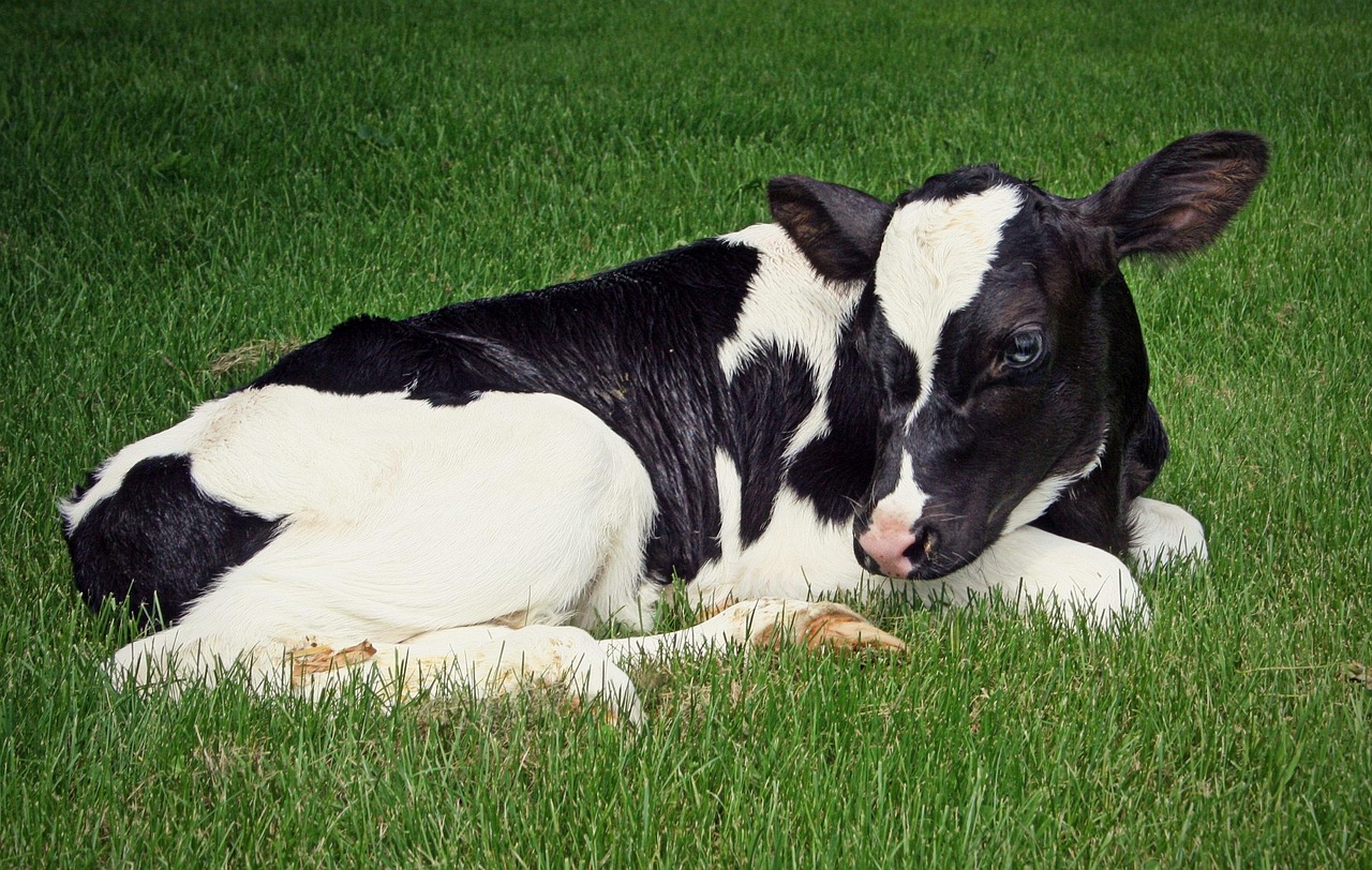The True Cost of Calf Registration: Complete... | Therio